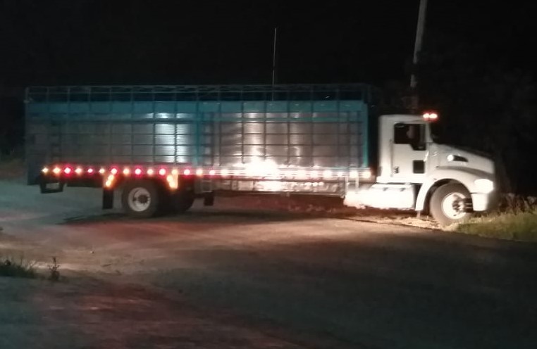 SSP ASEGURÓ SEMOVIENTES ILEGALES EN REGIÓN MAYA