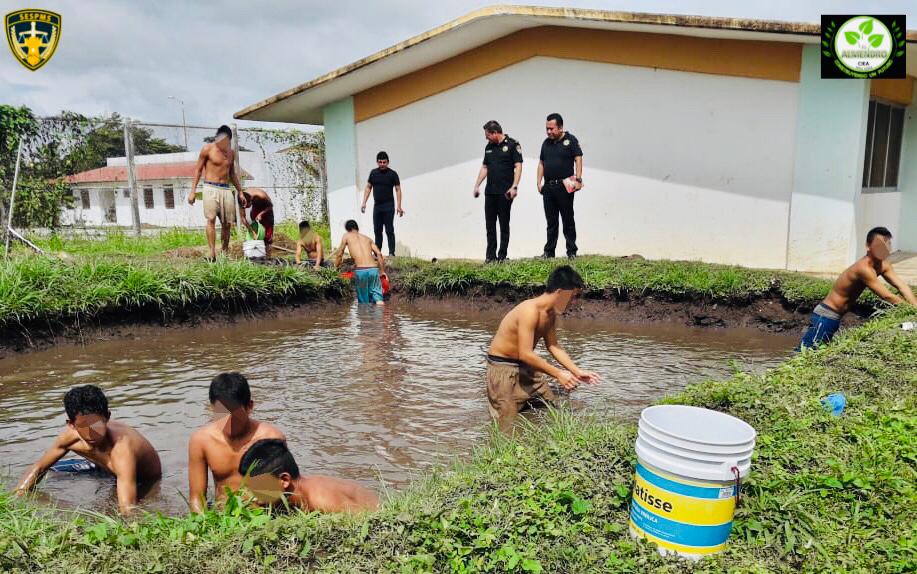 Inicia SSP crianza de mojarra tilapia en el CIEA Zona Costa