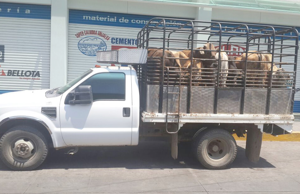 Policía Estatal de Turismo y Caminos asegura ganado sin permiso