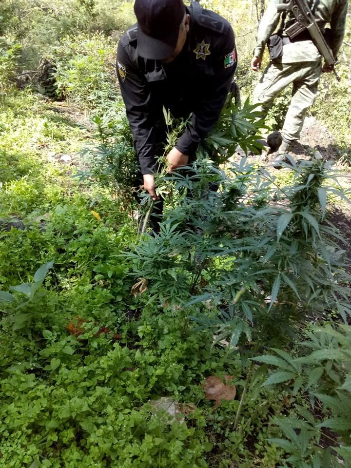 Realiza SSP destrucción de plantío de marihuana en Pueblo Nuevo Solistahuacán