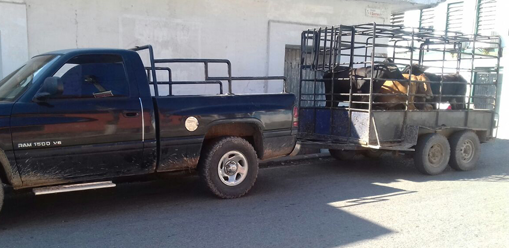 SSP recupera semovientes con reporte de Robo