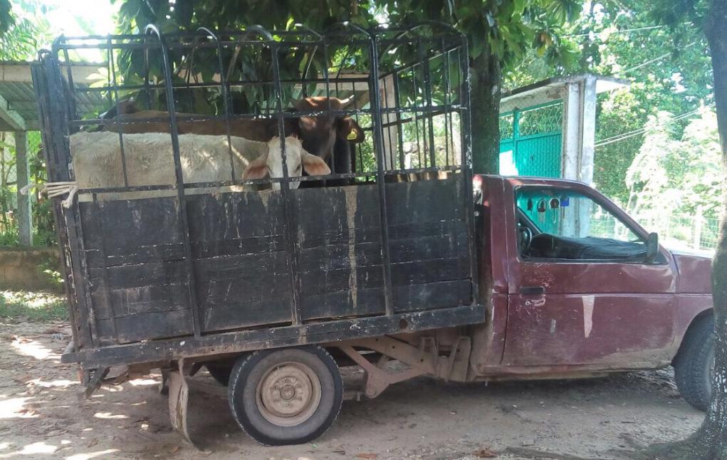 SSP detiene a persona con ganado ilegal