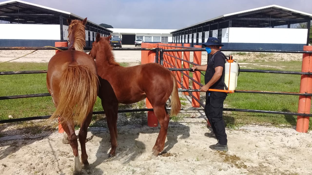 SSP cuida salud de elementos equinos del Agrupamiento de Caballería