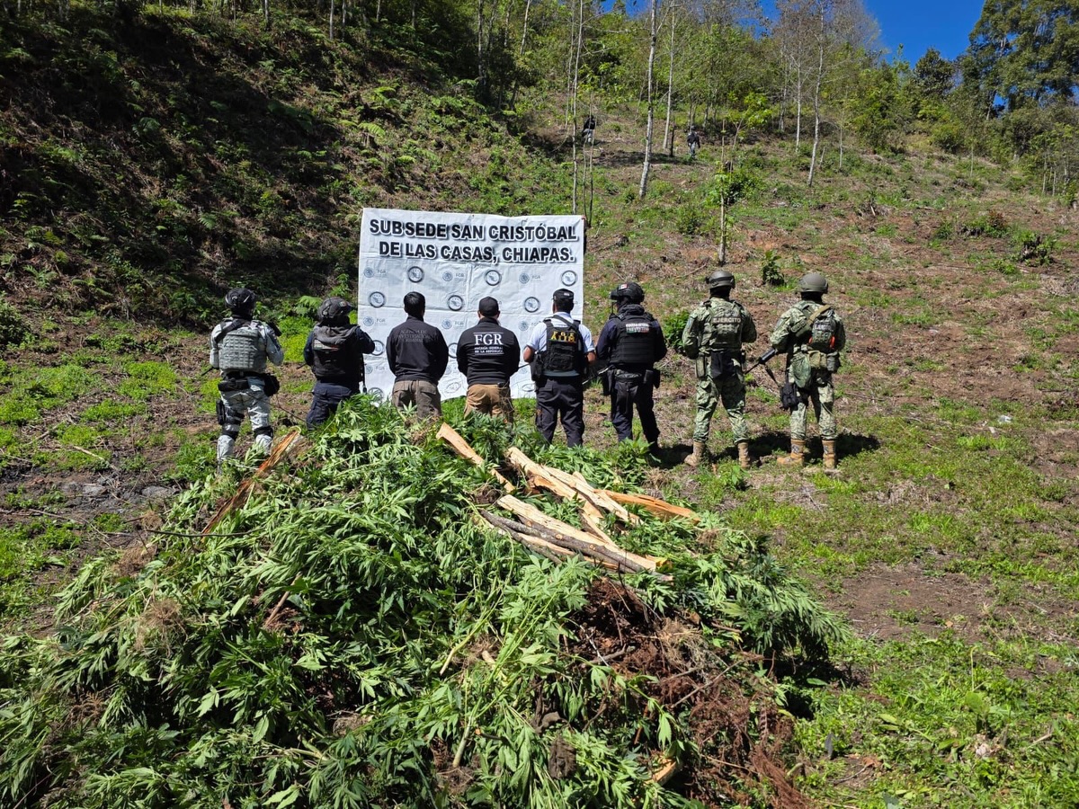 En operativo interinstitucional SSP participa en destrucción de plantíos de al parecer marihuana