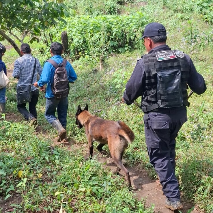 Continúa Unidad Canina K-9 en labores búsqueda para localizar a una menor en Tila