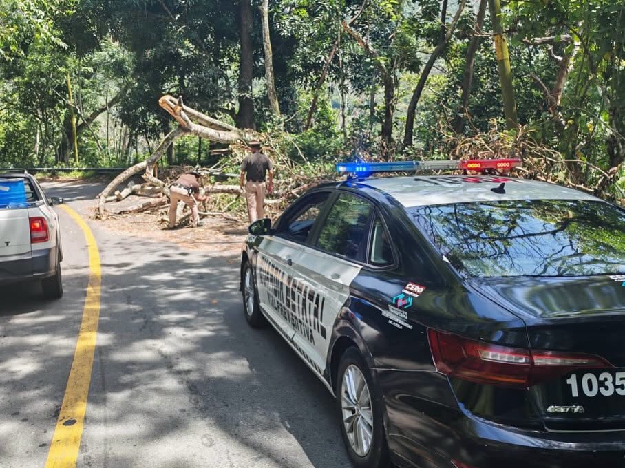 Guardia Estatal Vial Preventiva retira árbol que obstruía tramo carretero Tapilula a Ixhuatán 