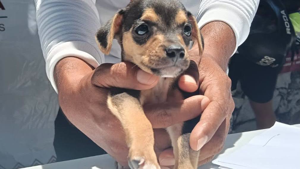 Prevención del Delito realiza campaña contra maltrato animal  