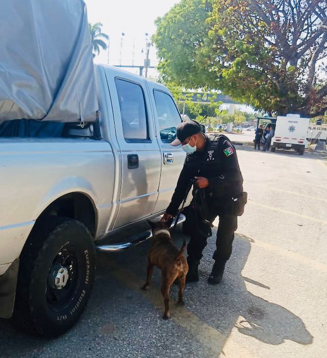 Realiza SSP revisiones vehiculares con binomios canófilos en Tuxtla