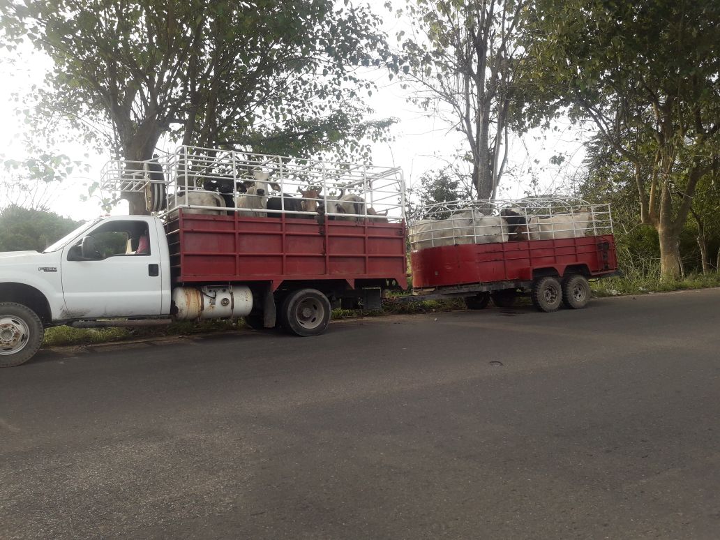 SSP recupera 15 semovientes en el municipio de Reforma