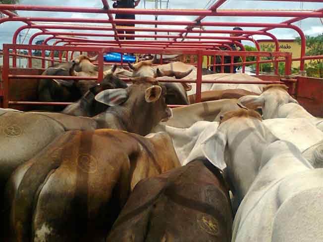 25 semovientes asegurados y tres detenidos, en acciones preventivas de la SSyPC