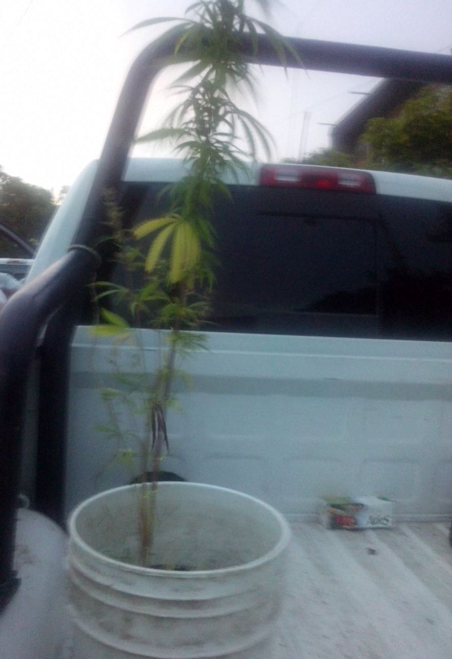 Denuncias ciudadanas ayudan a detener a una persona con planta de marihuana: SSP