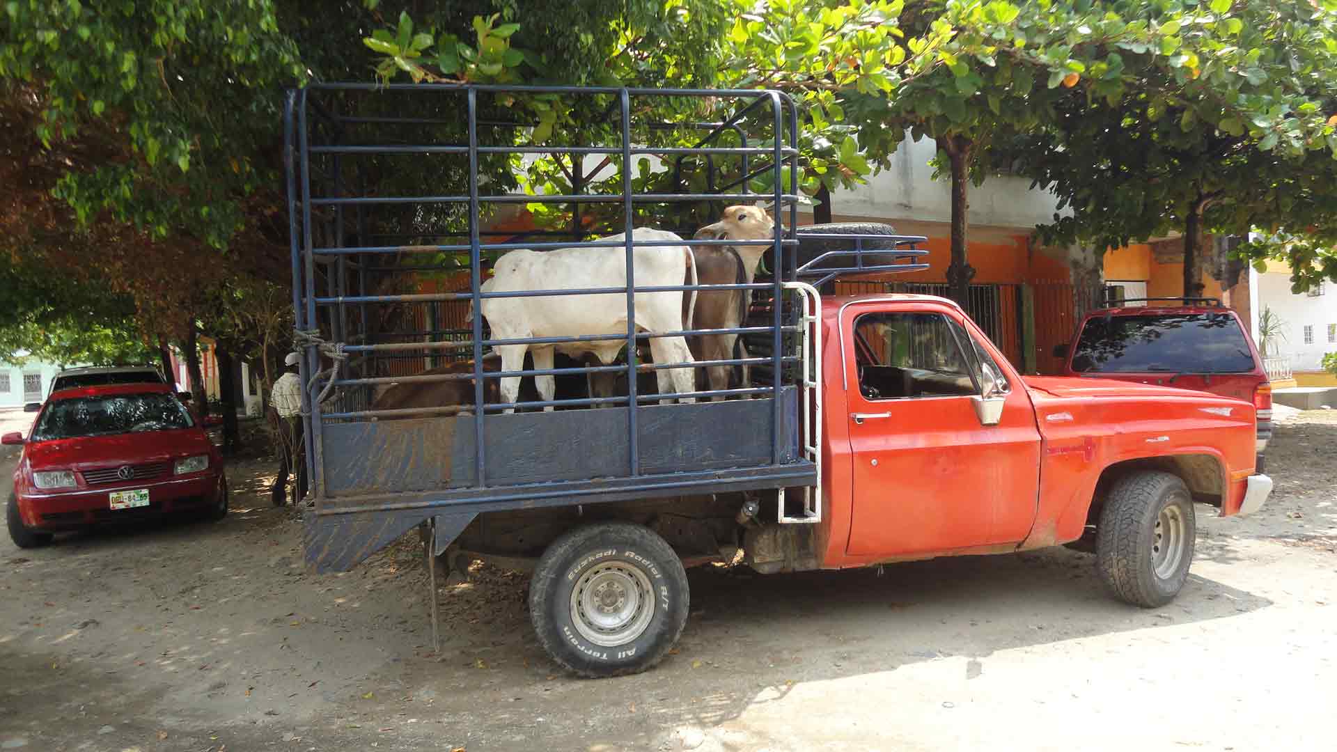 Fuerza Ciudadana de la región Soconusco, detiene a tres por robo y abigeato