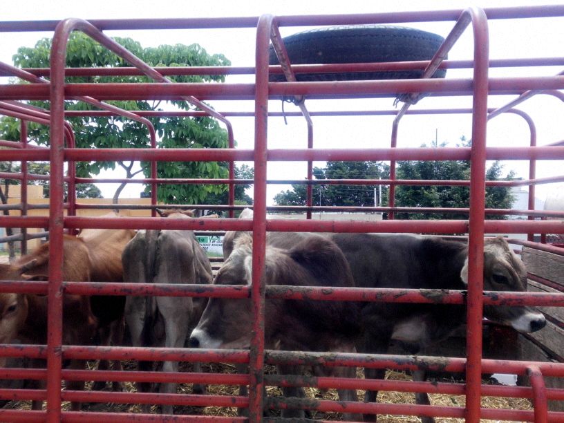 Detiene SSyPC a sujeto por el delito de abigeato