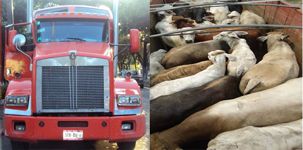 SSyPC asegura madera y semovientes en puestos de inspecciÃ³n vehicular