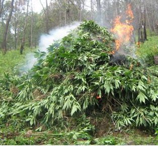 Localizan y destruyen sembradÃ­o de marihuana