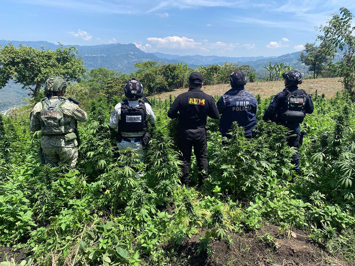 En operativo interinstitucional localizan y destruyen plantío de al parecer marihuana en Santiago El Pinar.