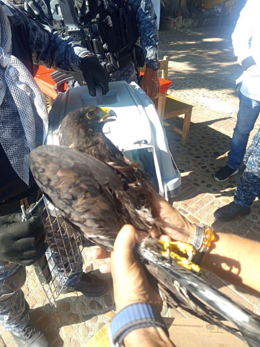 SSP rescata águila negra lesionada en el Cañón del Sumidero